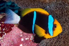 anemonefish7-orangefin