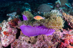 anemonefish8-pink