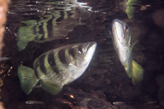 banded_archerfish