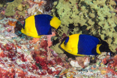 bicolor_angelfish