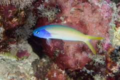 bluehead_tilefish