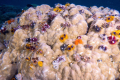 christmas_tree_worms