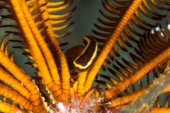 clingfish