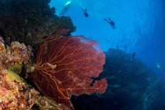 coral1
