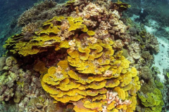 coral2