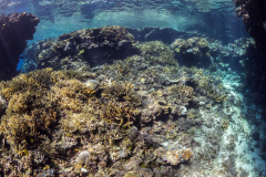 coral3