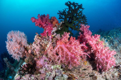 coral4