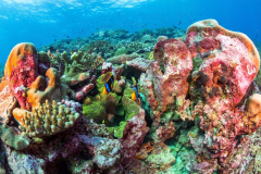 coral5