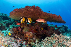 coral6