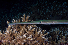 cornetfish