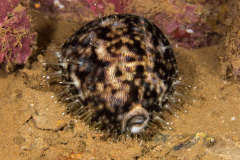 cowrie