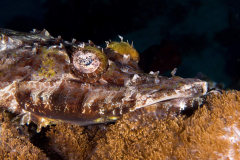 crocodilefish