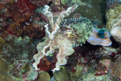 cuttlefish