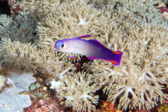 decorated_dartfish
