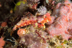 dragonet