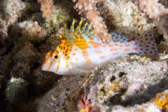 dwarf_hawkfish