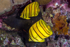 eight-banded_butterflyfish
