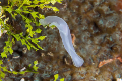 headshield_slug