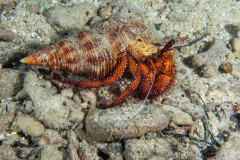 hermit_crab