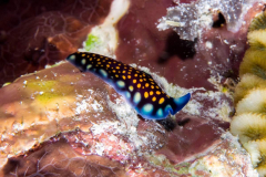 lindas_flatworm