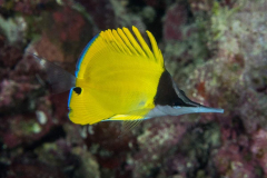 longnose_butterflyfish