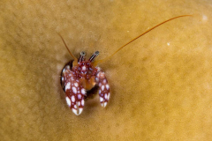 coral_hermit_crab