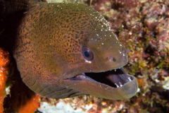 moray_eel