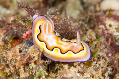 nudi1