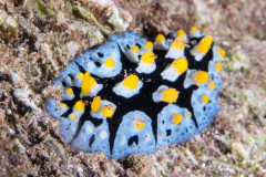 nudi10
