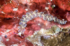 nudi11-blue_dragon