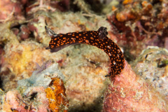 nudi12