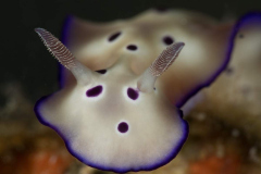 nudi13
