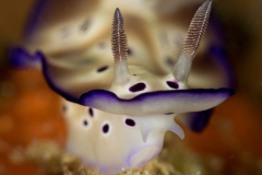 nudi14