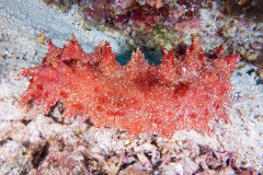 nudi15