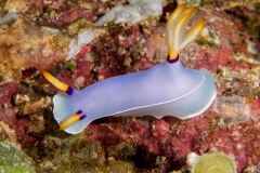 nudi2-bullocks_hypselodoris