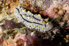 nudi3
