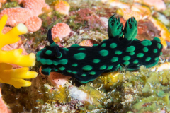 nudi4-crested_nembrotha