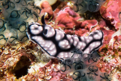 nudi5