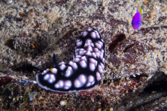 nudi6
