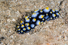 nudi7