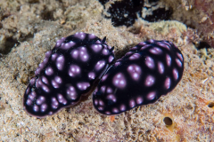 nudi8