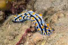 nudi9