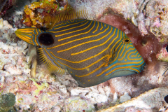 orange-lined_triggerfish