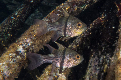orbicular_cardinalfish