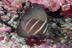 pacific_sailfin_tang