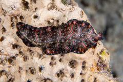 persian_carpet_flatworm