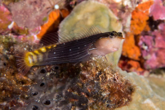 pictus_coralblenny