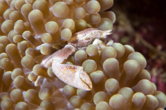 porcelain_crab