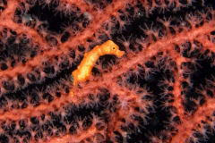 pygmy_seahorse1