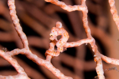 pygmy_seahorse2